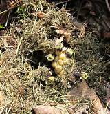 Carpenter Bees Nest In Ground Photos