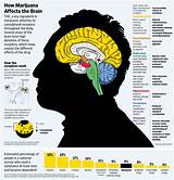 Marijuana Effects Body