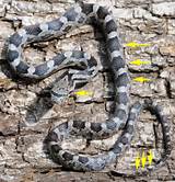 Eastern Rat Snake Pictures