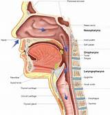Respiratory System Biology Online Study Questions Photos
