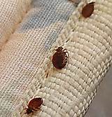 Images of Steamer Bed Bugs