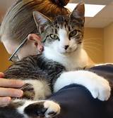 Pictures of Morrisville Veterinary Clinic