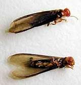 Pictures of Drywood Termite Swarmer