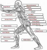 Muscle Labeling Exercise Images
