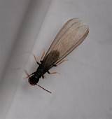 Images of Termites With Wings In Bathroom