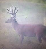 Ohio Outfitters Whitetail Deer Hunt Images