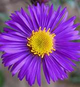 Aster Flower Pictures Pictures
