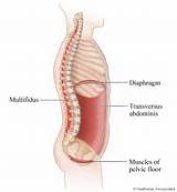 Photos of Intrinsic Core Muscles