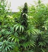Indiana Medical Cannabis