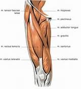Vastus Lateralis Muscle Exercise Images