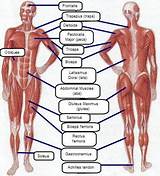 Images of Core Muscles To Workout