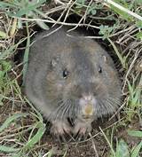 A Burrowing Rodent Images