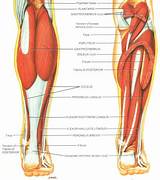 Images of Leg Exercises Muscle