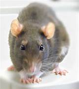Pictures of Rat Species