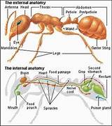Photos of Ant Body Parts