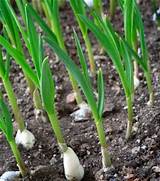 Pictures of Growing Garlic For Profit Book