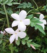 What Does A Jasmine Flower Look Like