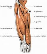 Quadriceps And Hamstrings Muscle Strengthening Images