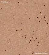 Photos of Termite Vs Bed Bug