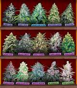 Best Marijuana In The World Pictures
