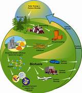 Biomass Is It Renewable Photos