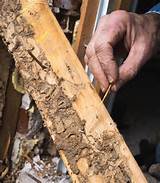 Early Termite Damage Signs