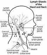 Images of What Is A Lymph Node Doctor Called