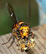 Images of Japanese Wasp