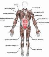 Oblique Muscle Exercises Pictures