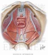 Female Pelvic Floor Muscles Diagram Pictures