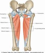 Pictures of Adductor Muscle Strengthening