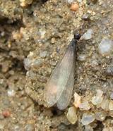 Termite Larvae Pictures Pictures