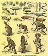 Theory Of Evolution Humans Evolved From Monkeys Pictures