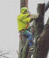 Photos of Tree Service Wichita Ks