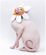 Cat Flower Costume Pictures