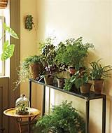 Decorating Indoors With Plants Pictures