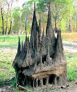 African Termite Mounds Images