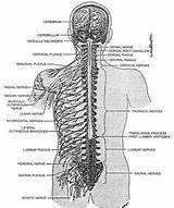Images of Can Acupuncture Help Spinal Stenosis Pain