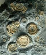 Pictures Of Fossils Images