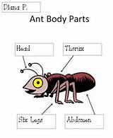 Ant Body Parts Pictures