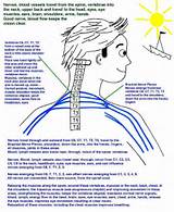 Neck Muscle Strengthening Exercises Pdf Pictures