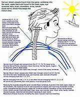 Neck And Shoulder Muscle Strengthening Exercises Images