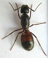 Carpenter Ants California Photos