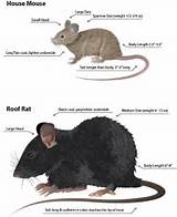 Pictures of Rat Vs Mouse