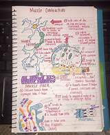 Medical School Notes Pictures