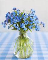 Flowers That Look Like Forget Me Nots Images