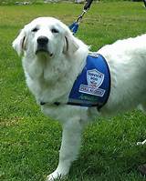 Service Dog Products