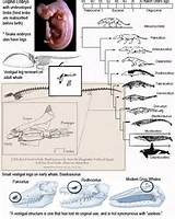 Fossil Record Definition Pictures