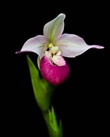 Images of Pink Lady Slipper Flower