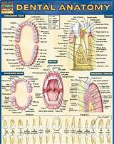 Dental Anatomy Coloring Book Pdf Photos